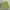 Nike ACG Sportswear Short Pria Green