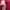 Nike Indie Casual Hoody Wanita pink photo 4
