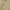 BURBERRY London Authentic Signature Logo Mustard Poloshirts photo 5