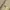 BURBERRY London Authentic Signature Logo Mustard Poloshirts photo 6