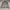 Polo Ralph Lauren Casual Harrington jacket Pria gray photo 2