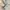 Vivienne Westwood Small Logo Orbs Polos Shirts photo 8