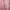 Carhartt Casual T-shirt Pria pink photo 4