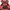 Luxury Evening dress Wanita red black photo 3