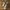 Converse All Star Hi - "Sand Dune" photo 3