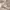 MLB Sportswear Sweater Pria cream photo 5