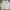 MLB Sportswear Sweater Pria cream photo 1