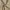 Spao Casual Casual pants Pria tan photo 4