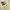 Converse Cons One Star Pro Suede Yellow photo 6