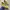 Converse Cons One Star Pro Suede Yellow photo 2