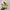 Converse Cons One Star Pro Suede Yellow photo 1