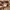 2021' Dickies Canvas Carpenter Rinsed Brown photo 6