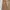 2021' Dickies Canvas Carpenter Rinsed Brown photo 3