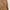 2019' Dickies Basic Canvas Brown photo 2
