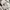 Chota Ghurka Green Short Pants photo 5
