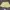 Cln pendek kuning new photo 2
