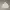 Hoodie Champion Basic Logo
