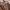 Diesel Vintage Bags & purse Wanita brown photo 2