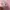 88rising records x Vandythepink official merch Lucky Cat photo 4