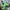 XLARGE Grunge Indie T-shirt Pria green photo 1