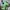 XLARGE Grunge Indie T-shirt Pria green photo 2