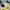 Polo Ralph Lauren Grunge T-shirt Pria yellow photo 4