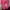 Nike KD 12 Aunt pearl photo 4