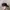 THE NORTH FACE NYLON HAT CAPS BLCAK photo 4