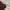 THISISNEVERTHAT DARK BROWN PANTS 