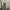 Polo Ralph Lauren Vintage Casual Going out dress Wanita gold photo 1