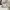 Hush Puppies Casual Handbag Wanita white photo 5