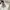 Hush Puppies Casual Handbag Wanita white photo 3