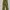 MILITARY PANTS