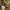 Vintage Hat Pria burgundy photo 4