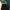X LARGE X DICKIES CARPENTER photo 1