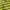 Boxy Yellow striped longsleeve Polo shirt Greg Norman photo 3