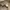 Fear of God Essentials T-shirt Tan Spellout Script photo 3