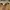 Nike Air Jordan 1 Low university Gold / Yellow white photo 5
