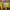 Nike Air Jordan 1 Low university Gold / Yellow white photo 4