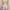 Outer Ruffle photo 1