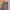 Uniqlo Streetwear Gorpcore Tracksuit Pria green photo 7