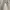 Le Grande Bleu (LGB) Gorpcore Casual Casual pants Pria cream photo 2