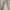 Le Grande Bleu (LGB) Gorpcore Casual Casual Pants Pria Cream