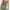 Pull & Bear Sportswear Babydoll Dress Wanita Green Tan