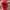 JAM TANGAN NIXON DIGITAL (MERAH) photo 1