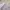 Thom Browne Luxury Casual Casual shirt Pria multicolor white photo 3