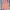 Rok Span High Waist V-Notch Peach / Coral Elegant Skirt