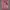 RALPH LAUREN Cardigan Knit Rajut Kepang Wanita Pink Size XL photo 9