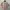 Casual Crop top Wanita multicolor photo 1