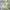 Adidas Sportswear Casual Mini skirt Wanita white green photo 3
